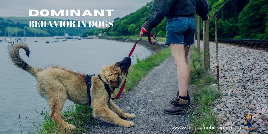 DOMINANT BEHAVIOR IN DOGS ⋆ Doggy Mobile Apps